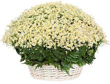 Цветочная композиция из Ромашки в корзине #REPLACE_PRED# Слободище